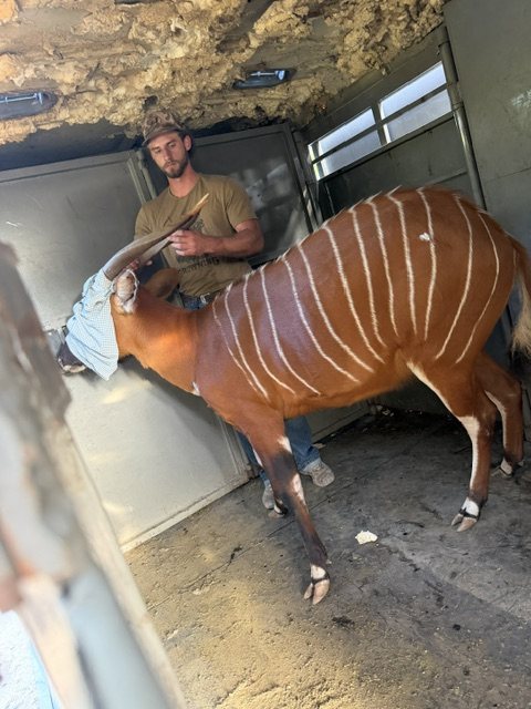 Bongo standing calmly inside a transport trailer