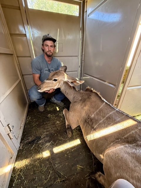 One of the brothers kneeling with a kudu cow inside a trailer