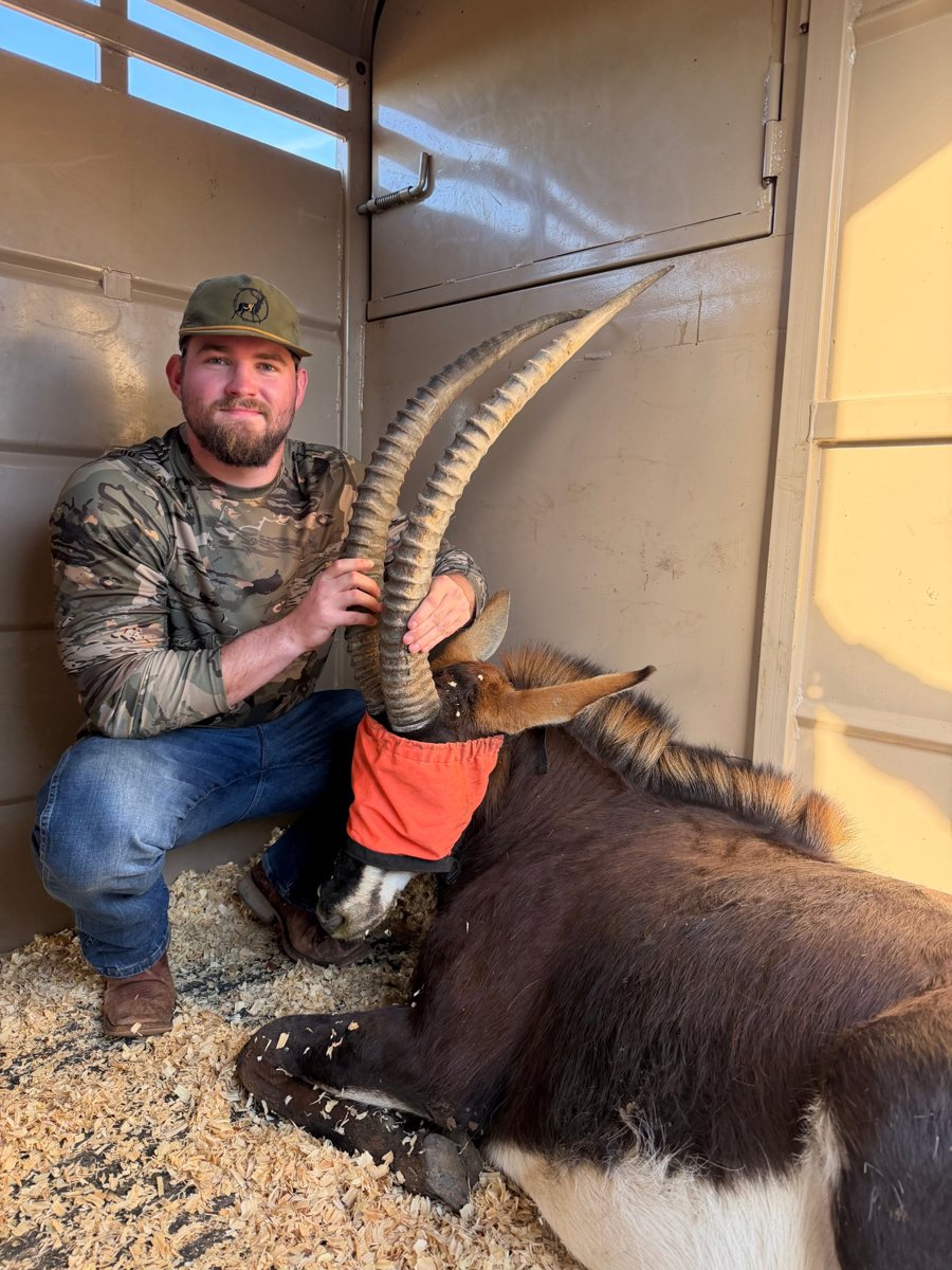 One of the brothers holding the horns of a sable inside a trailer