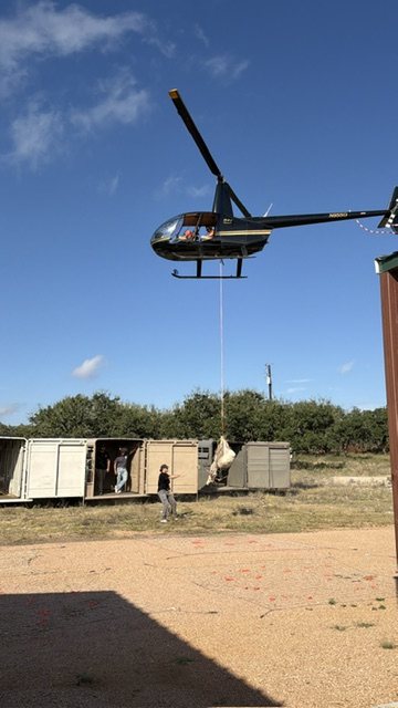 Capture helicopter flying over a ranch pasture with transport trailers below