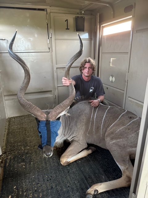 Crew member kneeling beside a greater kudu bull inside a transport trailer