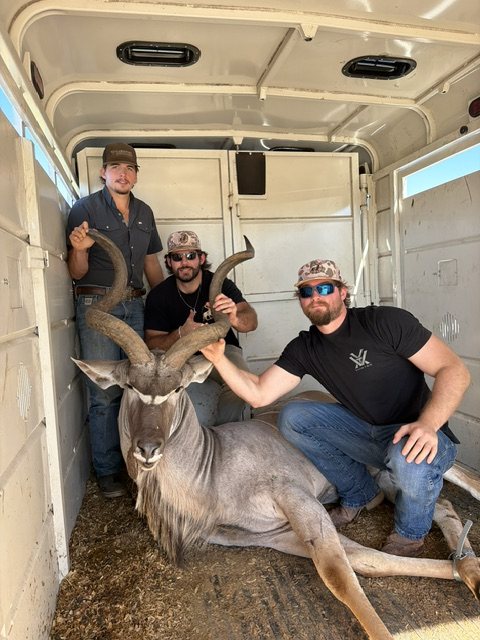 Three crew members with a greater kudu bull in a trailer
