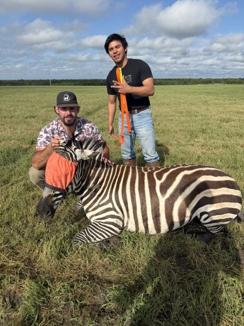 Two crew members with a zebra lying in a grass pasture
